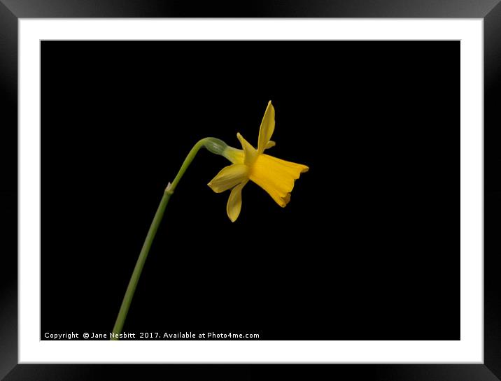 Daffodil Framed Mounted Print by Jane Nesbitt