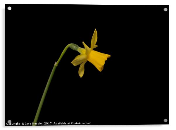 Daffodil Acrylic by Jane Nesbitt