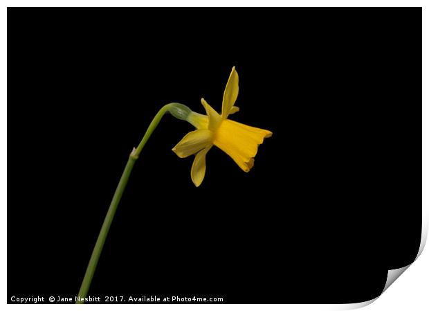 Daffodil Print by Jane Nesbitt
