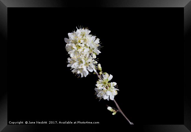 Hawthorn Blossom Framed Print by Jane Nesbitt