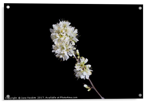 Hawthorn Blossom Acrylic by Jane Nesbitt