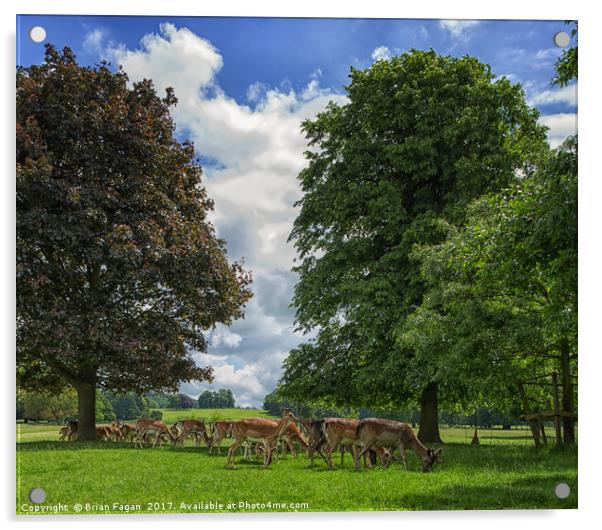 Deer grazing Acrylic by Brian Fagan