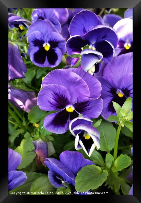 purple pansies Framed Print by Marinela Feier