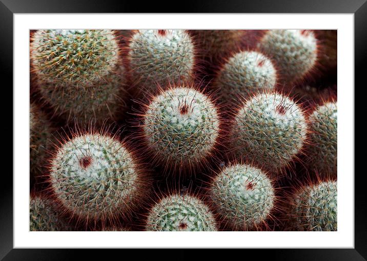 Silken pincushion cactus Framed Mounted Print by Leighton Collins