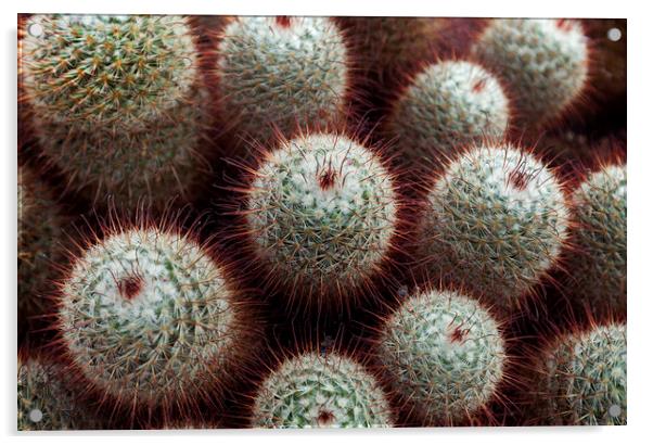 Silken pincushion cactus Acrylic by Leighton Collins