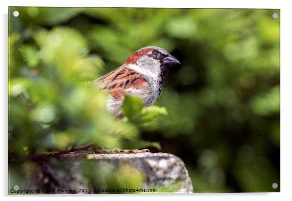 male house sparrow Acrylic by Kelvin Rumsby
