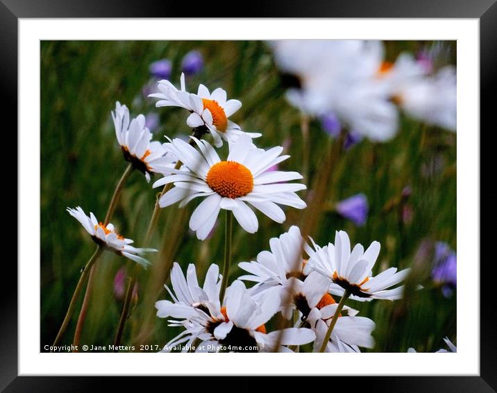 Daisies  Framed Mounted Print by Jane Metters