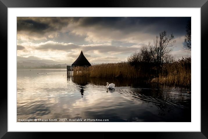 swan lake Framed Mounted Print by Sharon Smith