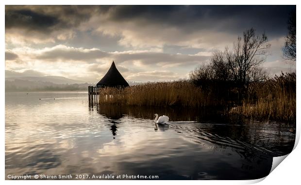 swan lake Print by Sharon Smith