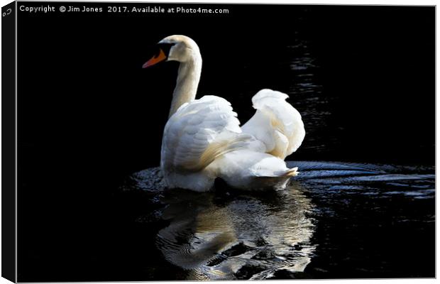 Mute Swan Reflection Canvas Print by Jim Jones