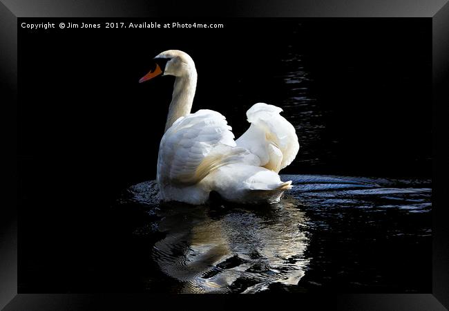 Mute Swan Reflection Framed Print by Jim Jones