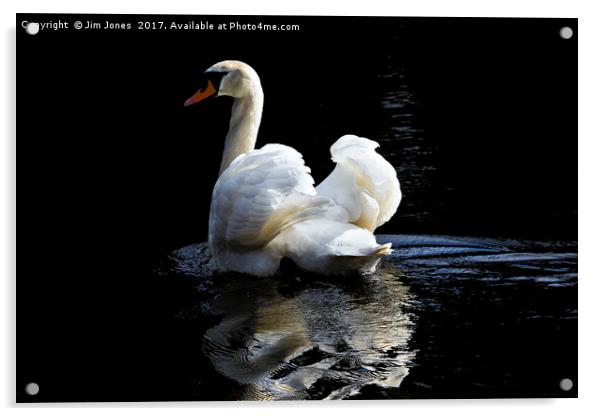 Mute Swan Reflection Acrylic by Jim Jones