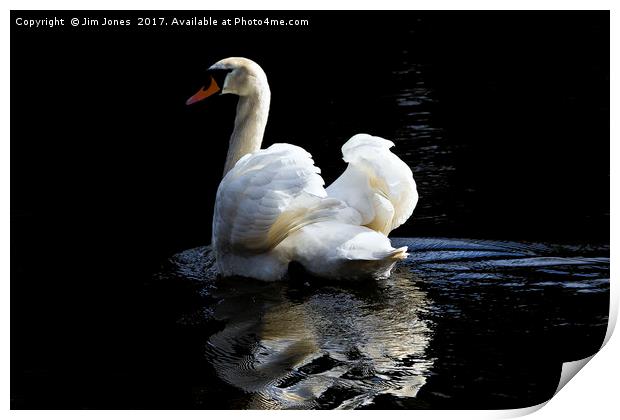 Mute Swan Reflection Print by Jim Jones