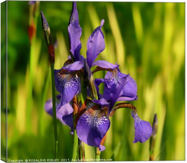 "Blue Iris in the reeds" Canvas Print by ROS RIDLEY