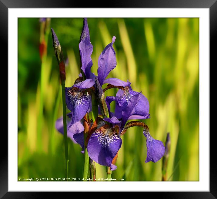 "Blue Iris in the reeds" Framed Mounted Print by ROS RIDLEY