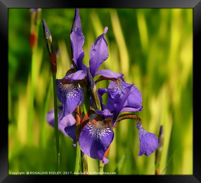 "Blue Iris in the reeds" Framed Print by ROS RIDLEY