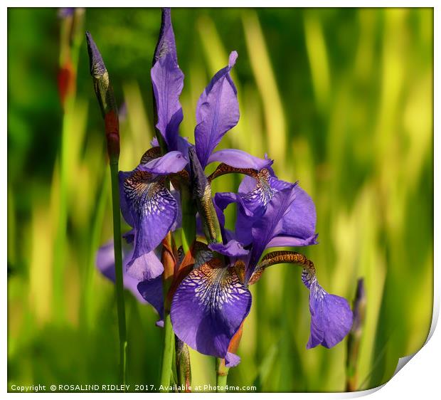"Blue Iris in the reeds" Print by ROS RIDLEY