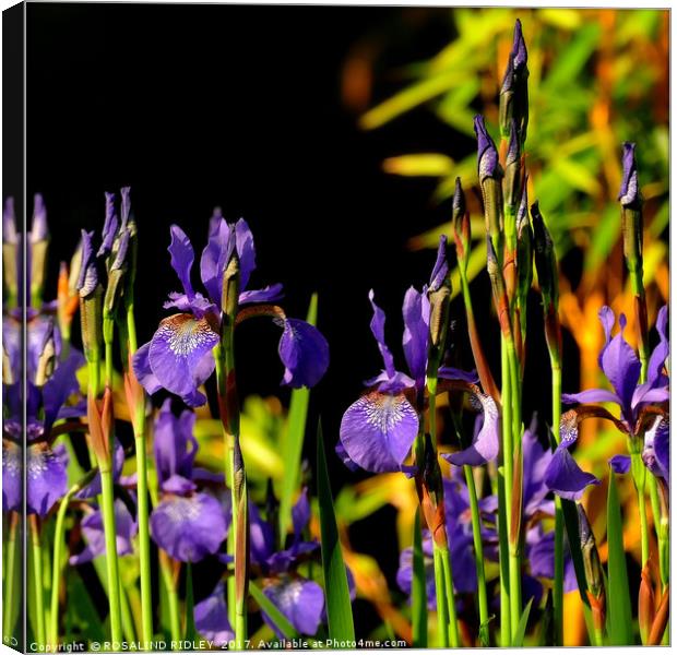 "Blue Iris at the lake side 3 " Canvas Print by ROS RIDLEY