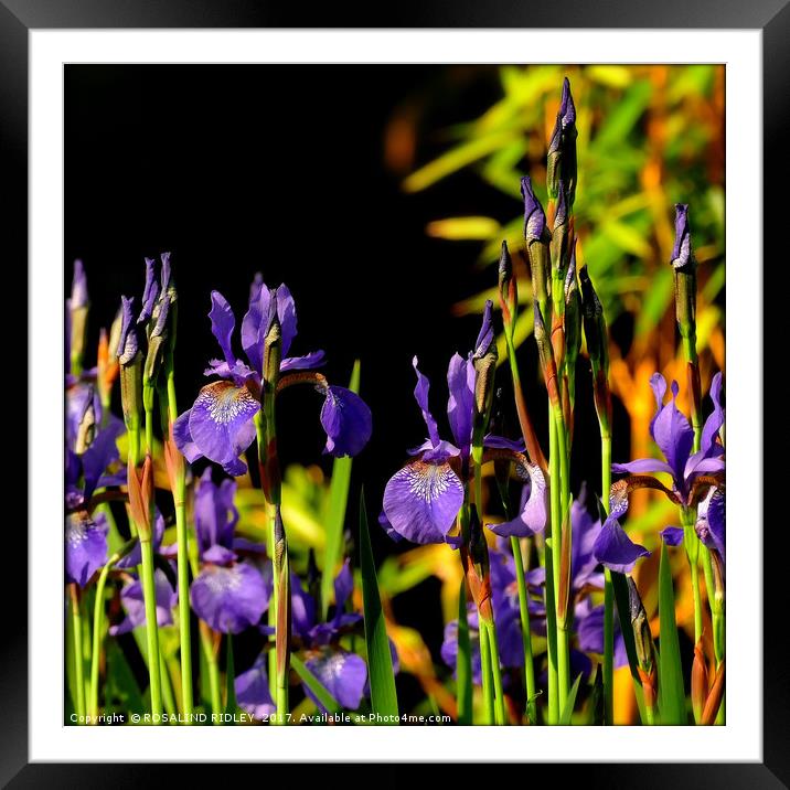 "Blue Iris at the lake side 3 " Framed Mounted Print by ROS RIDLEY
