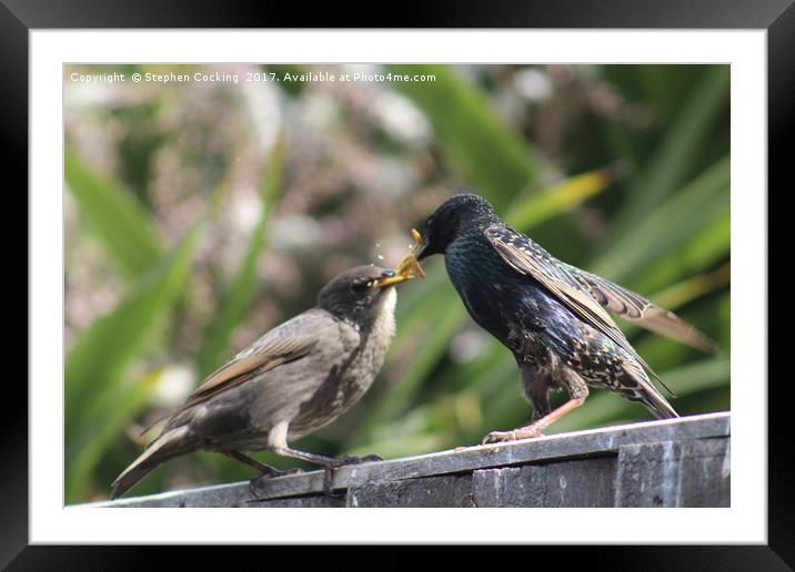 Starling Feeding Chick Framed Mounted Print by Stephen Cocking