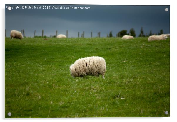 Sheep in a farm in Caringorms Acrylic by Mohit Joshi