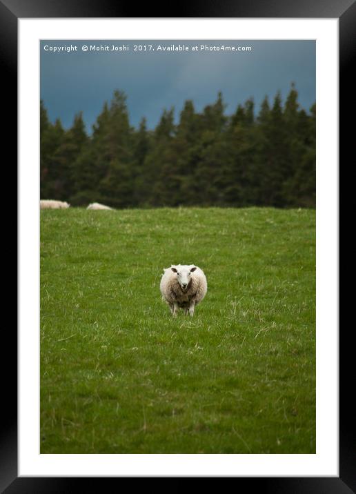 A sheep posing for the photo Framed Mounted Print by Mohit Joshi