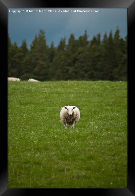 A sheep posing for the photo Framed Print by Mohit Joshi