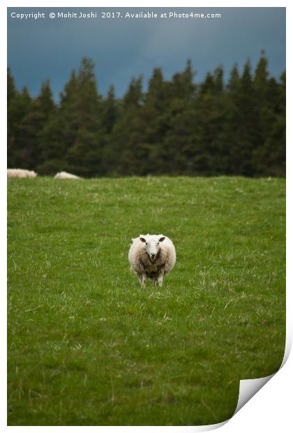 A sheep posing for the photo Print by Mohit Joshi