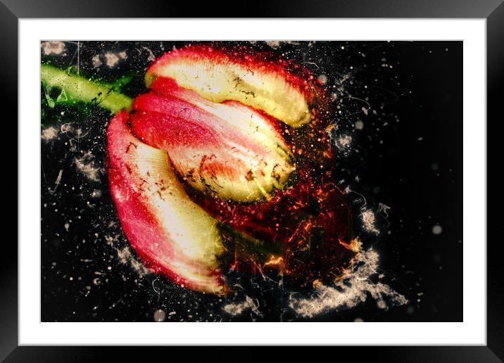Tulips bloom abstract explosive Framed Mounted Print by Dagmar Giers