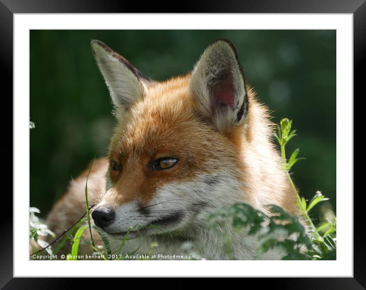 Red Fox Framed Mounted Print by sharon bennett