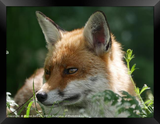Red Fox Framed Print by sharon bennett
