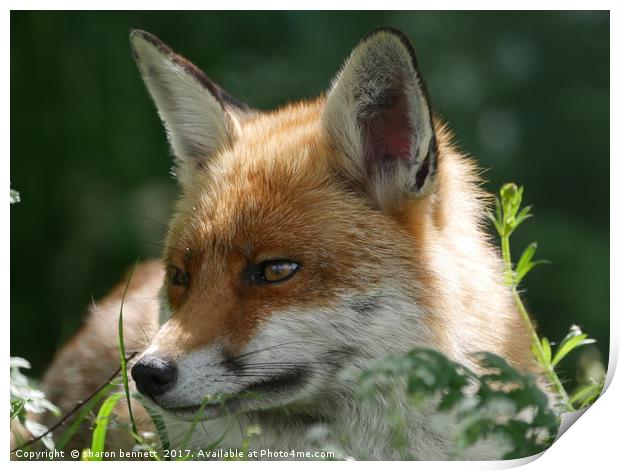 Red Fox Print by sharon bennett
