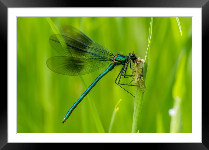 Mayfly Lunch Framed Mounted Print by Images of Devon