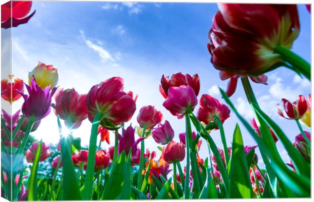 Red and yellow tulips against blue sky Canvas Print by Michael Goyberg