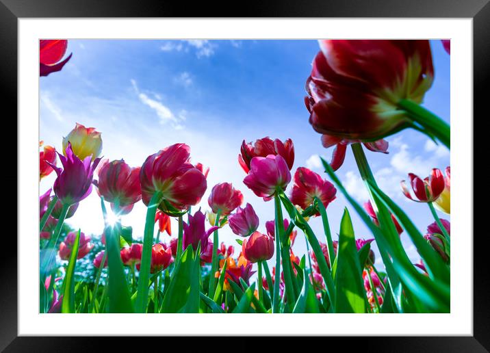 Red and yellow tulips against blue sky Framed Mounted Print by Michael Goyberg