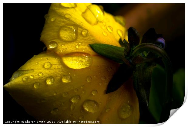 Rain covered pansy Print by Sharon Smith