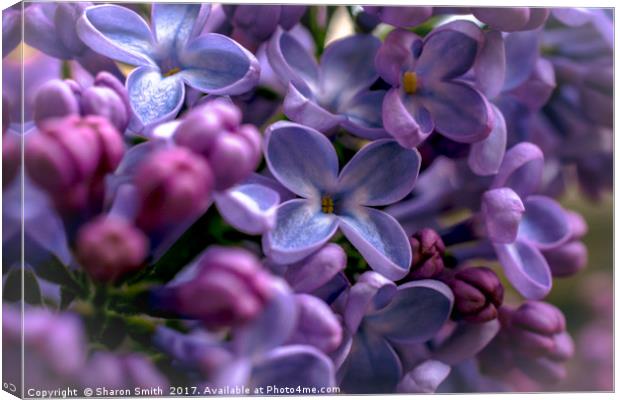 delicate lilacs Canvas Print by Sharon Smith