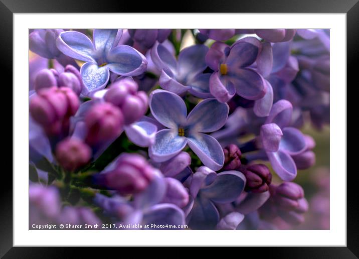 delicate lilacs Framed Mounted Print by Sharon Smith