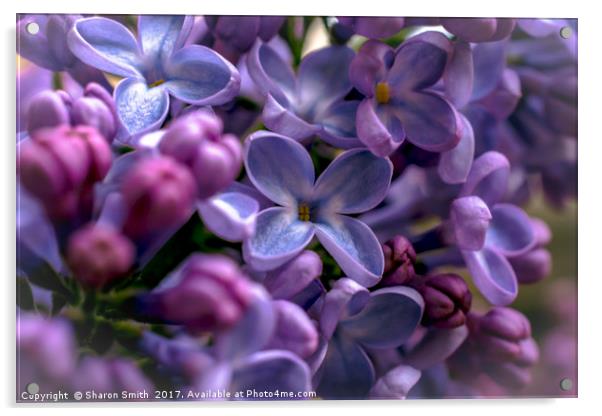 delicate lilacs Acrylic by Sharon Smith