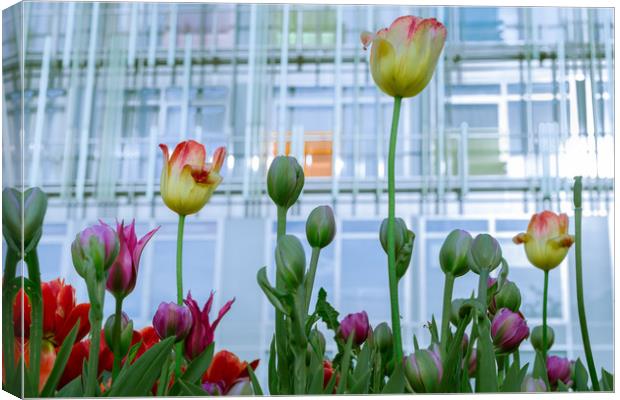 Tulips and fresh buds Canvas Print by Michael Goyberg