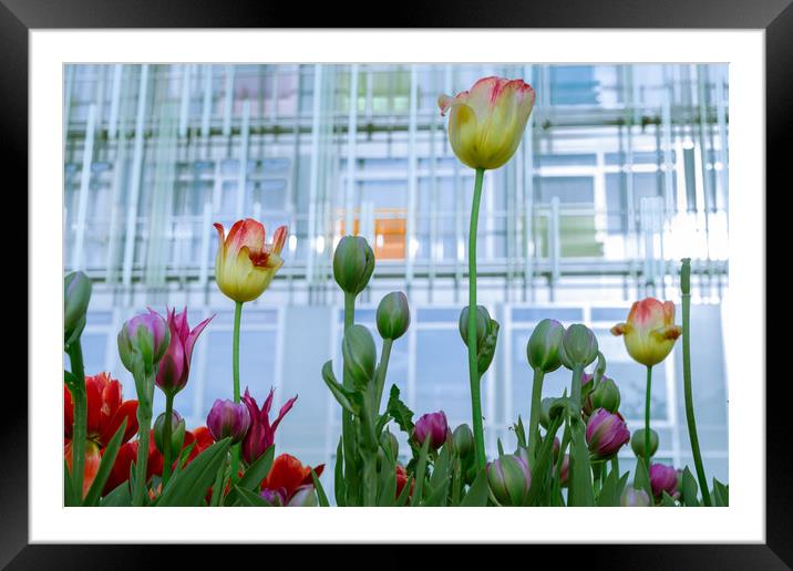 Tulips and fresh buds Framed Mounted Print by Michael Goyberg
