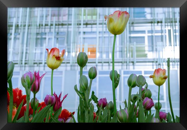 Tulips and fresh buds Framed Print by Michael Goyberg