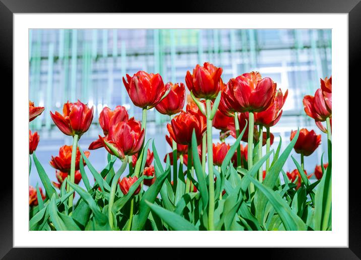 Red tulips against the backdrop of a modern buil Framed Mounted Print by Michael Goyberg