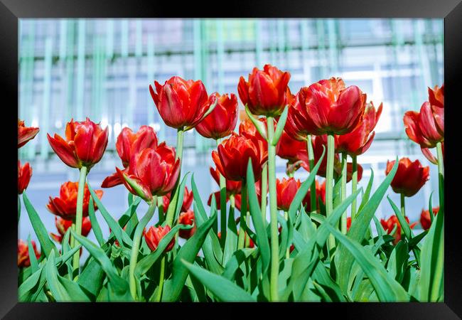 Red tulips against the backdrop of a modern buil Framed Print by Michael Goyberg