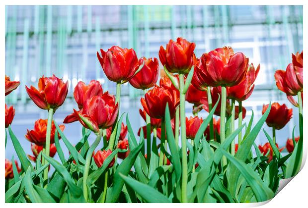 Red tulips against the backdrop of a modern buil Print by Michael Goyberg