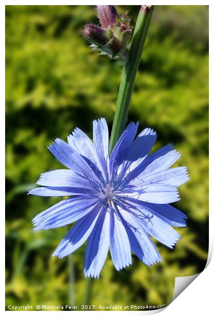 Chicory flower Print by Marinela Feier