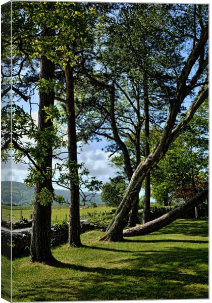 An odd row of trees in Harlech Canvas Print by Frank Irwin