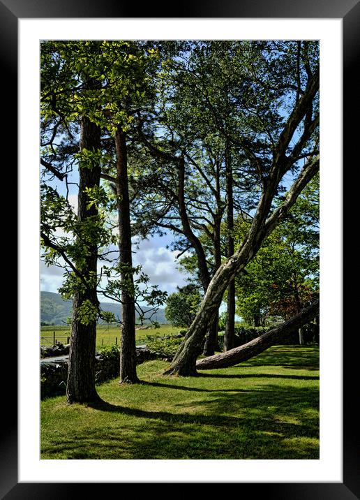 An odd row of trees in Harlech Framed Mounted Print by Frank Irwin