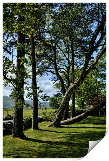 An odd row of trees in Harlech Print by Frank Irwin