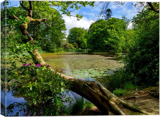 Lily Pond, Wales, UK Canvas Print by Mark Llewellyn